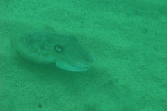 Cuttlefish