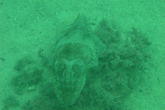 Cuttlefish
