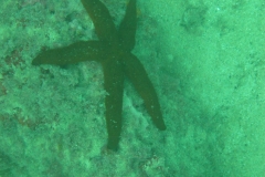 Not a Cuttlefish